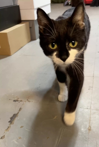Illustration de l'article : Une chatte errante devenue l'amie d'un couple bienveillant s'éclipse un moment et revient avec une surprise