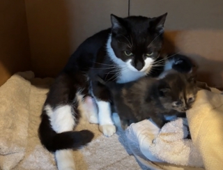 Illustration de l'article : Une chatte errante devenue l'amie d'un couple bienveillant s'éclipse un moment et revient avec une surprise
