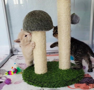 Illustration de l'article : Deux chatons orphelins se rencontrent en famille d’accueil et deviennent tout l’un pour l’autre