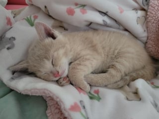 Illustration de l'article : Deux chatons orphelins se rencontrent en famille d’accueil et deviennent tout l’un pour l’autre