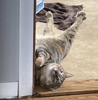 Illustration de l'article : 15 photos illustrant à merveille le pouvoir du rire et de l'émotion que possèdent nos animaux