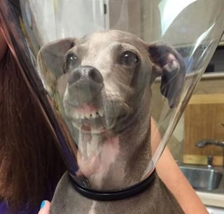 Illustration de l'article : 15 photos illustrant à merveille le pouvoir du rire et de l'émotion que possèdent nos animaux