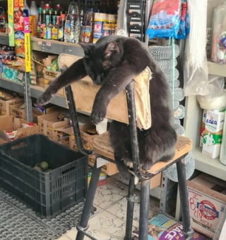 Illustration de l'article : 15 photos illustrant à merveille le pouvoir du rire et de l'émotion que possèdent nos animaux