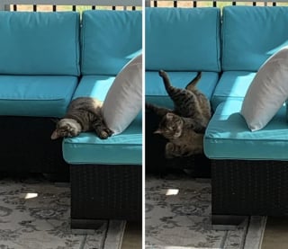 Illustration de l'article : 15 photos illustrant à merveille le pouvoir du rire et de l'émotion que possèdent nos animaux