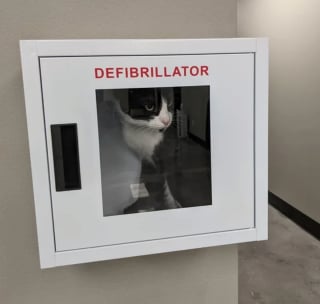 Illustration de l'article : 15 photos illustrant à merveille le pouvoir du rire et de l'émotion que possèdent nos animaux