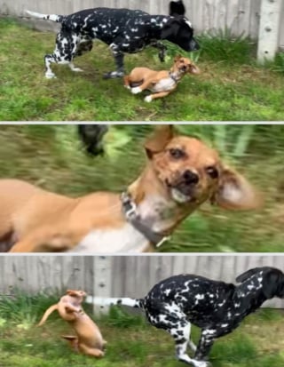 Illustration de l'article : 15 photos illustrant à merveille le pouvoir du rire et de l'émotion que possèdent nos animaux