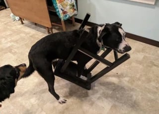 Illustration de l'article : 15 photos illustrant à merveille le pouvoir du rire et de l'émotion que possèdent nos animaux