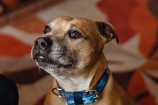 Illustration de l'article : Séparé de son maître à l'âge de 9 ans, ce chien attend une nouvelle famille depuis 500 jours
