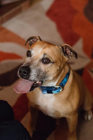 Illustration de l'article : Séparé de son maître à l'âge de 9 ans, ce chien attend une nouvelle famille depuis 500 jours