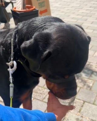 Illustration de l'article : Discriminé à cause de sa race, ce Rottweiler se voit refuser une gamelle d’eau dans un café