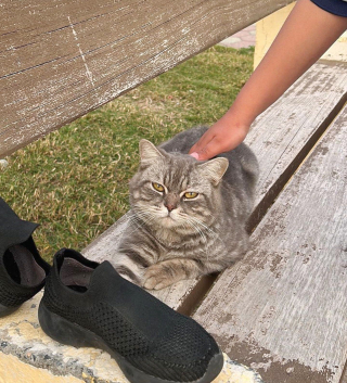 Illustration de l'article : Ce chat errant se couchait sur des bancs pour attirer l'attention des promeneurs et changer de vie