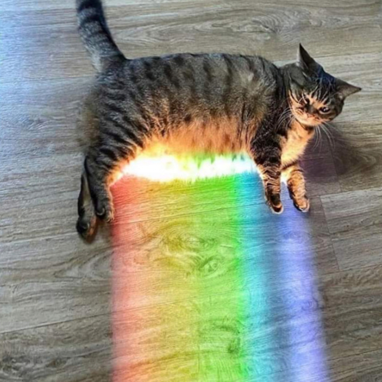 https://www.woopets.fr/assets/ckeditor/2023/may/actualities/24003/xl/346118750_1690560091383784_5620314421799281642_n.jpg