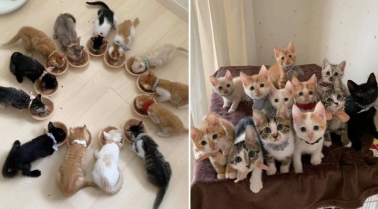 https://www.woopets.fr/assets/ckeditor/2023/may/actualities/24003/xl/346126106_780926223741285_537333982970214648_n.jpg