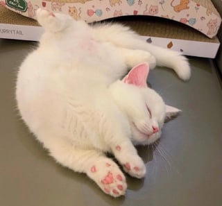 Illustration de l'article : 20 photos tendres et drôles de chats rappelant que le bonheur est au bout de leurs moustaches