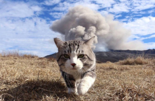 Illustration de l'article : 20 photos tendres et drôles de chats rappelant que le bonheur est au bout de leurs moustaches