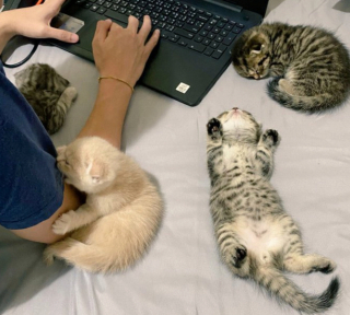 Illustration de l'article : 20 photos tendres et drôles de chats rappelant que le bonheur est au bout de leurs moustaches