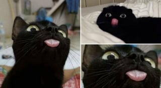 Illustration de l'article : 20 photos tendres et drôles de chats rappelant que le bonheur est au bout de leurs moustaches