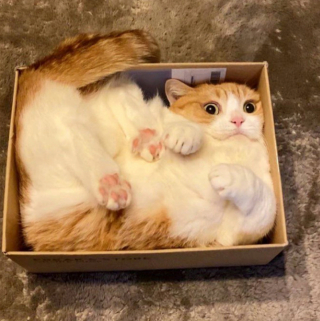 Illustration de l'article : 20 photos tendres et drôles de chats rappelant que le bonheur est au bout de leurs moustaches