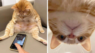 Illustration de l'article : 20 photos tendres et drôles de chats rappelant que le bonheur est au bout de leurs moustaches