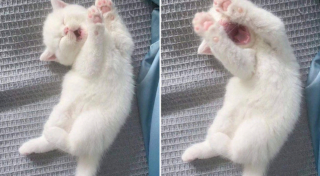 Illustration de l'article : 20 photos tendres et drôles de chats rappelant que le bonheur est au bout de leurs moustaches