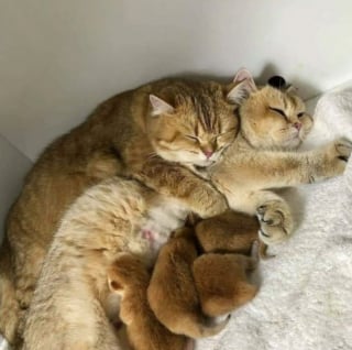 Illustration de l'article : 20 photos tendres et drôles de chats rappelant que le bonheur est au bout de leurs moustaches