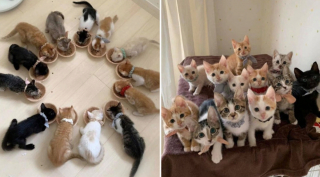 Illustration de l'article : 20 photos tendres et drôles de chats rappelant que le bonheur est au bout de leurs moustaches