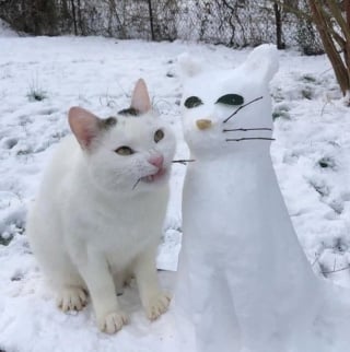 Illustration de l'article : 20 photos tendres et drôles de chats rappelant que le bonheur est au bout de leurs moustaches