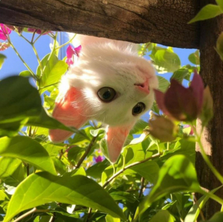 Illustration de l'article : 20 photos tendres et drôles de chats rappelant que le bonheur est au bout de leurs moustaches