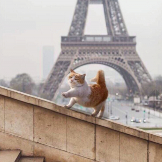 Illustration de l'article : 20 photos tendres et drôles de chats rappelant que le bonheur est au bout de leurs moustaches
