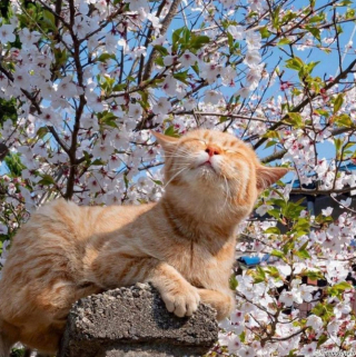Illustration de l'article : 20 photos tendres et drôles de chats rappelant que le bonheur est au bout de leurs moustaches
