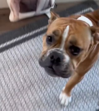 Illustration de l'article : L'émouvante réaction d'une chienne face au coussin à l'effigie de son ami disparu (vidéo)