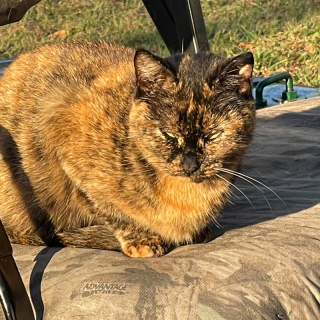 Illustration de l'article : Cette chatte errante était obligée de manger du gravier pour survivre pendant sa grossesse