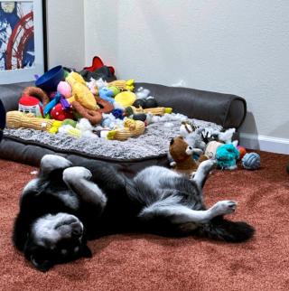 Illustration de l'article : 20 photos où chats et chiens élèvent l'humour animal à son plus haut niveau