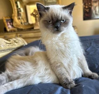 Illustration de l'article : 20 photos où chats et chiens élèvent l'humour animal à son plus haut niveau
