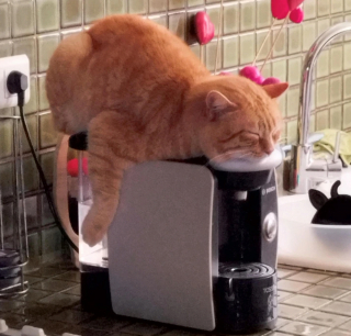 Illustration de l'article : 20 photos où chats et chiens élèvent l'humour animal à son plus haut niveau