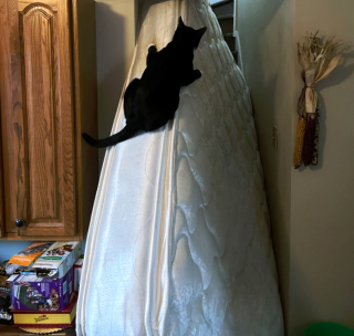 Illustration de l'article : 20 photos où chats et chiens élèvent l'humour animal à son plus haut niveau