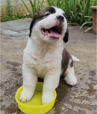 Illustration de l'article : 20 photos où chats et chiens élèvent l'humour animal à son plus haut niveau