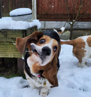 Illustration de l'article : 20 photos où chats et chiens élèvent l'humour animal à son plus haut niveau