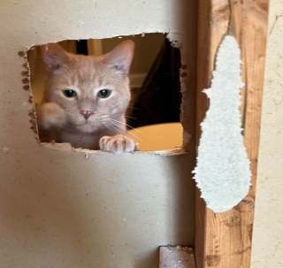 Illustration de l'article : 20 photos où chats et chiens élèvent l'humour animal à son plus haut niveau