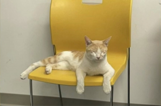 Illustration de l'article : Un chat embarque clandestinement dans un camion et s'offre un long périple avant d'être découvert