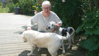 Illustration de l'article : Abandonnée à 2 reprises, une chienne de 13 ans perd tout espoir d'être adoptée à nouveau