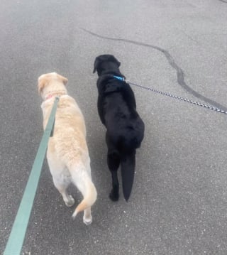 Illustration de l'article : La joie immense d'une paire de Labradors âgés quand ils découvrent qu'ils sont adoptés ensemble (vidéo)