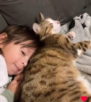 Illustration de l'article : La manière dont cette chatte tente de calmer un enfant qui fait une crise de colère est épatante ! (vidéo)