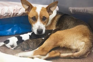 Illustration de l'article : Maman courage : une chienne rescapée accouche malgré une attaque de serpent à sonnette