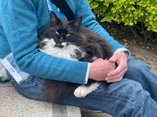 Illustration de l'article : Un chat perdu depuis des mois ne pouvait pas mieux tomber en surgissant en pleine conférence