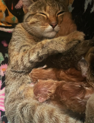 Illustration de l'article : Malgré son allergie, une femme décide de venir en aide à une chatte affamée, et sa vie change du tout au tout (vidéo)