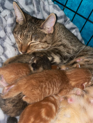 Illustration de l'article : Malgré son allergie, une femme décide de venir en aide à une chatte affamée, et sa vie change du tout au tout (vidéo)