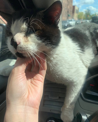 Illustration de l'article : Un chat errant et blessé saute dans un taxi dans l'espoir de changer de vie