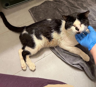 Illustration de l'article : Un chat errant et blessé saute dans un taxi dans l'espoir de changer de vie