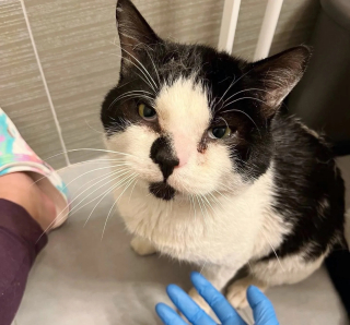 Illustration de l'article : Un chat errant et blessé saute dans un taxi dans l'espoir de changer de vie